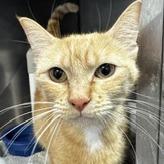 Enlarge Tilapia, a Adoptable Domestic Short Hair in Grinnell, IA image 2/3