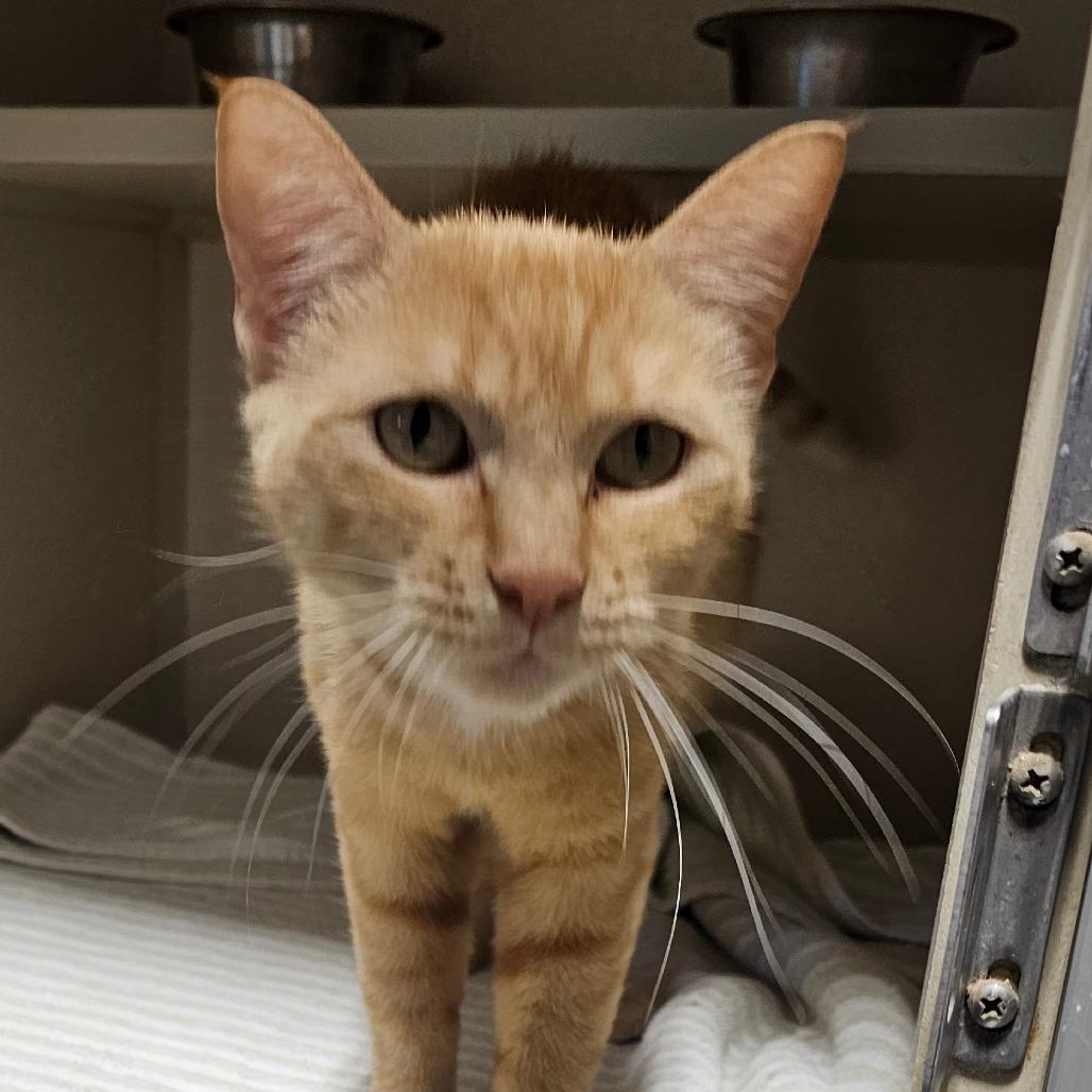 Enlarge Tilapia, a Adoptable Domestic Short Hair in Grinnell, IA image 3/3