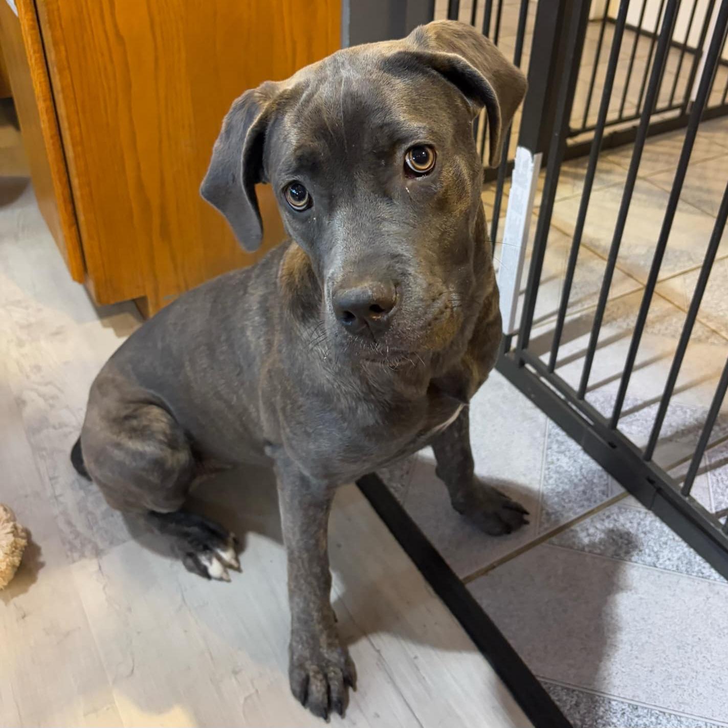 Enlarge Thea, a Adoptable mixed breed in Normal, IL image 4/6