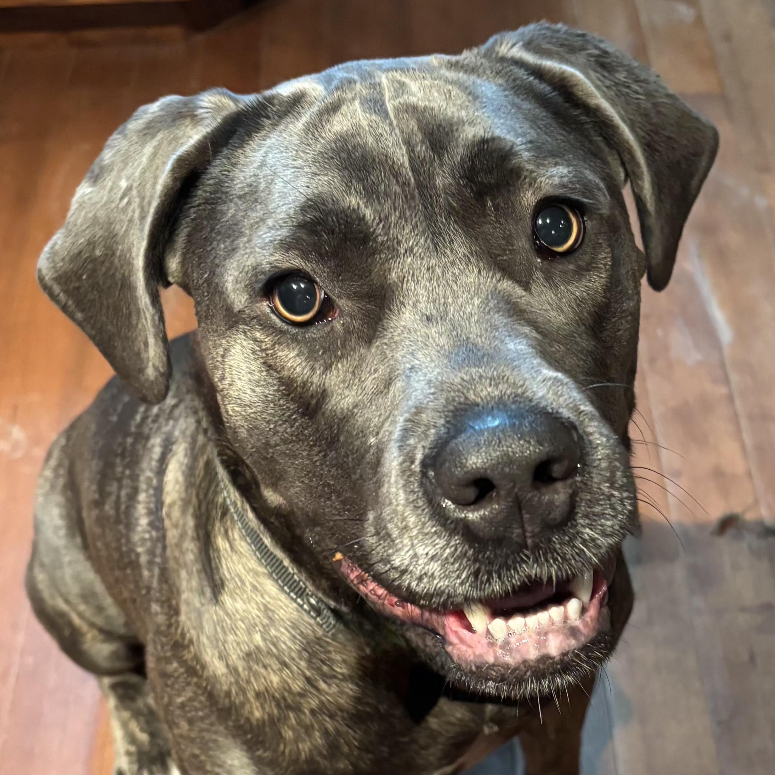 Thea, Adoptable, Young Female Mixed Breed.