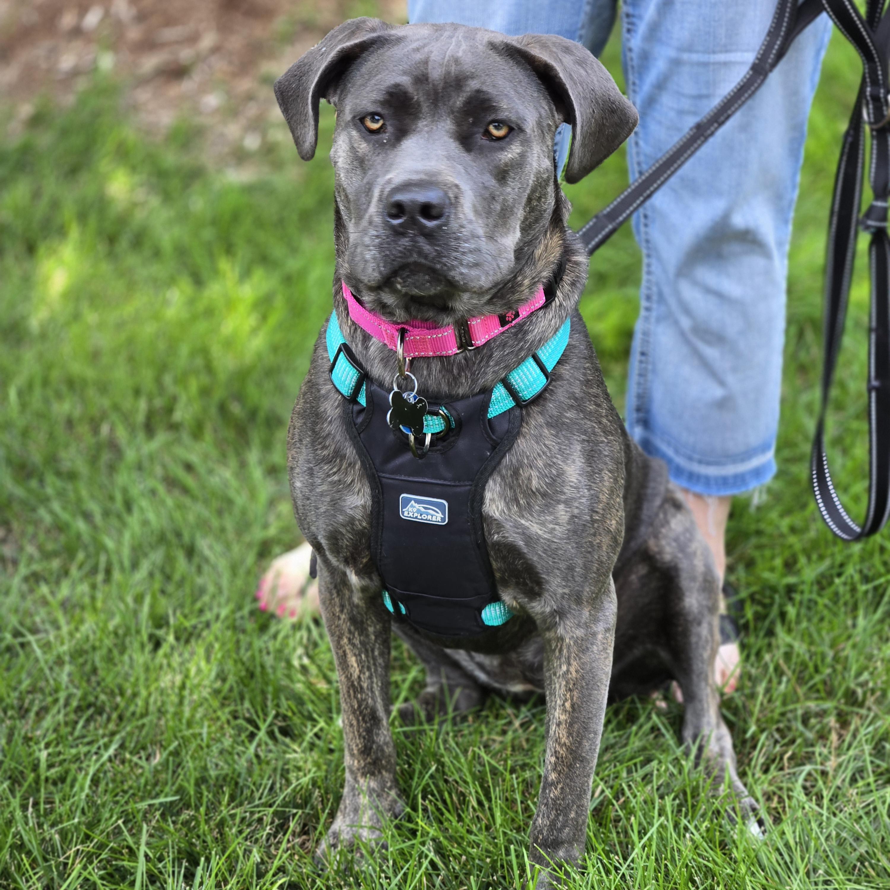 Enlarge Thea, a Adoptable mixed breed in Normal, IL image 6/6