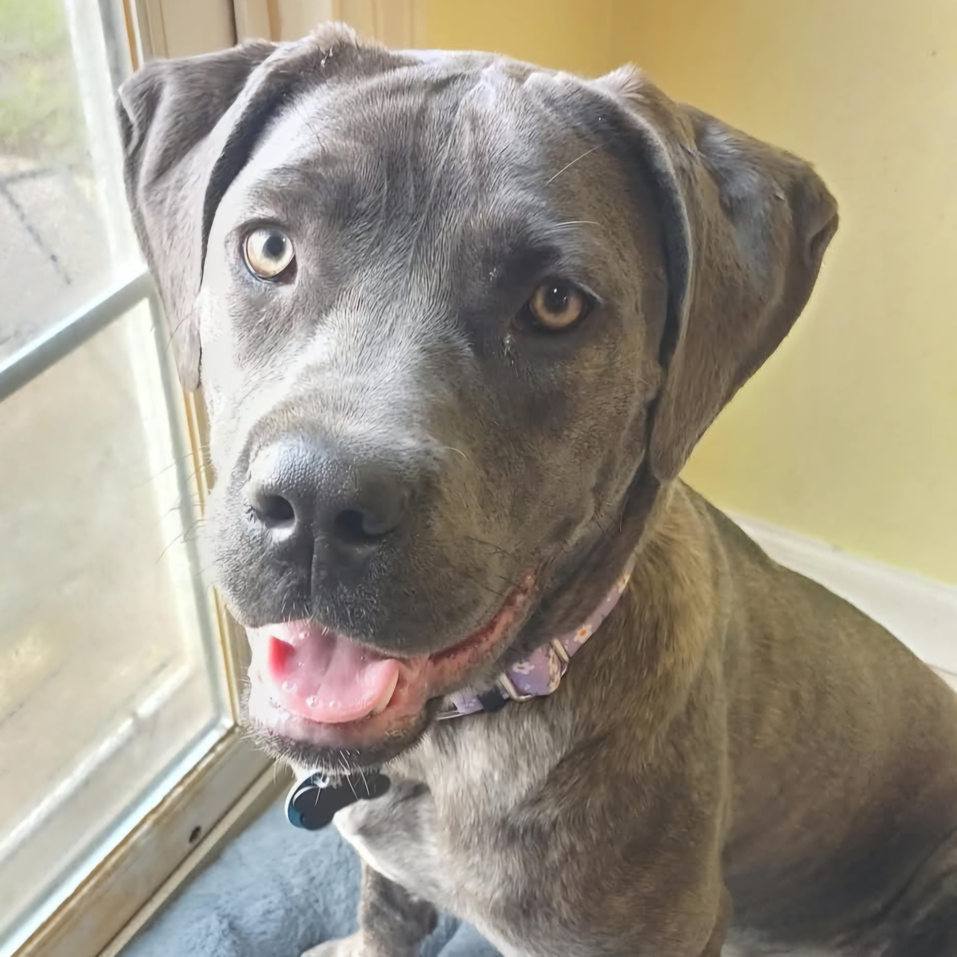 Enlarge Thea, a Adoptable mixed breed in Normal, IL image 2/6