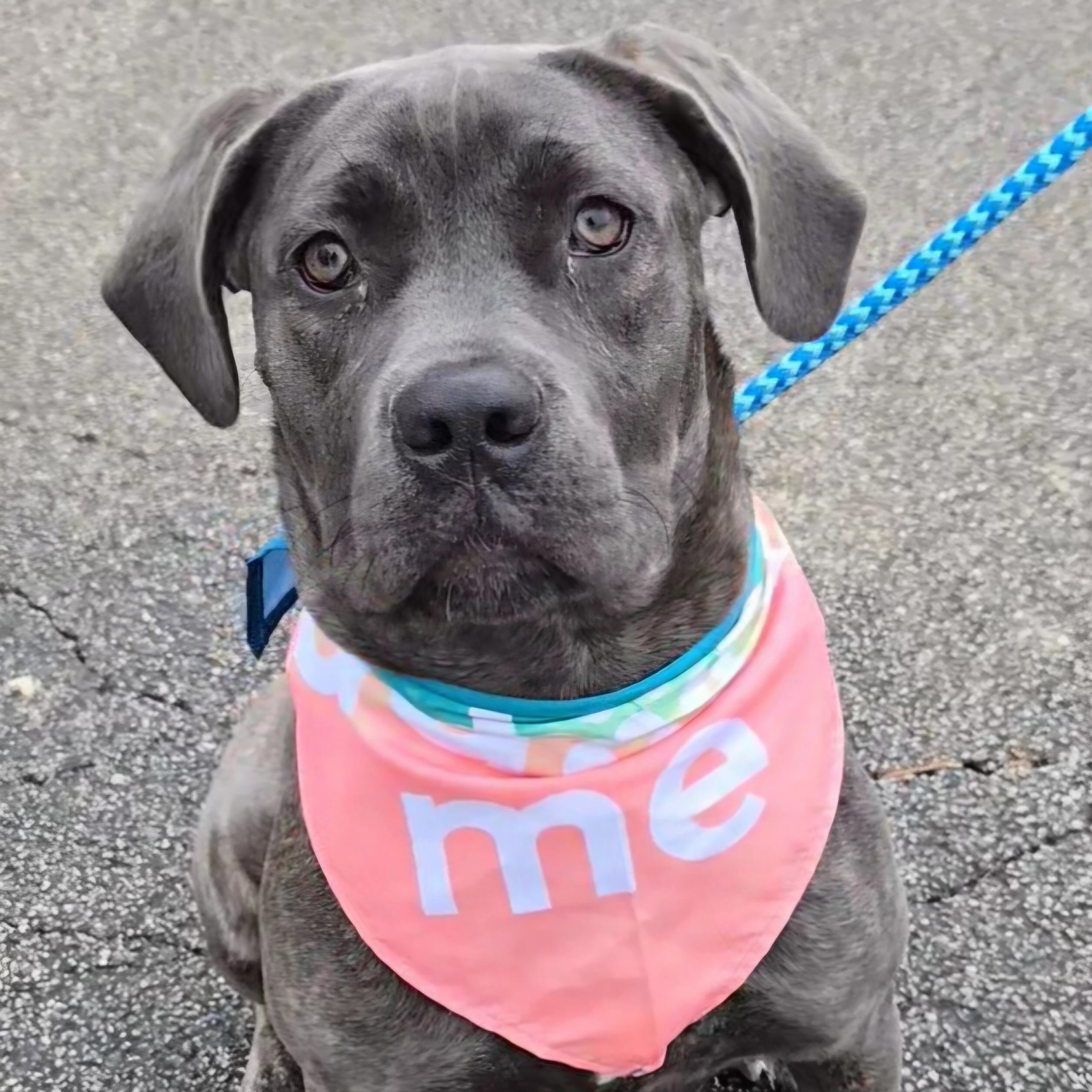 Enlarge Thea, a Adoptable mixed breed in Normal, IL image 3/6