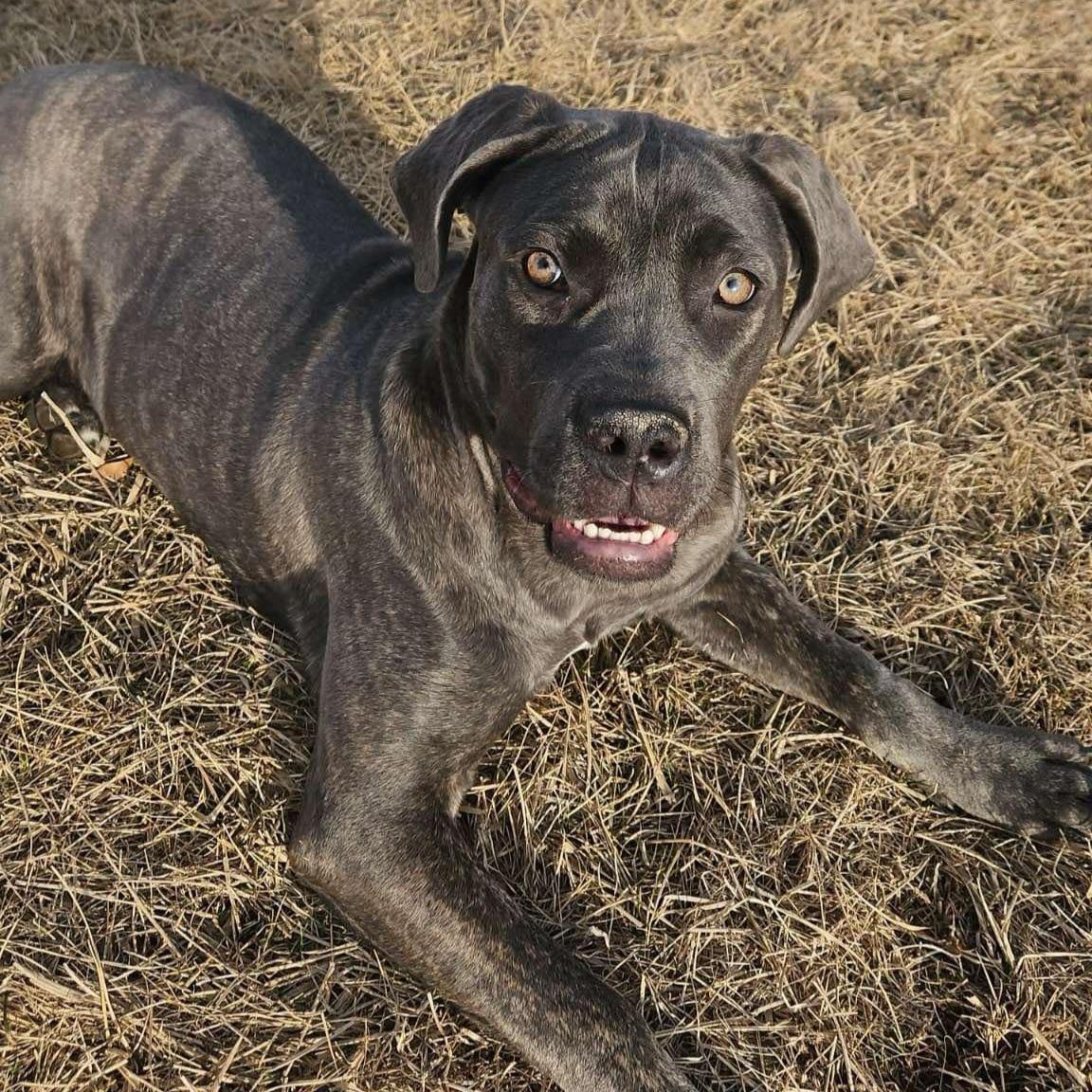 Enlarge Thea, a Adoptable mixed breed in Normal, IL image 5/6