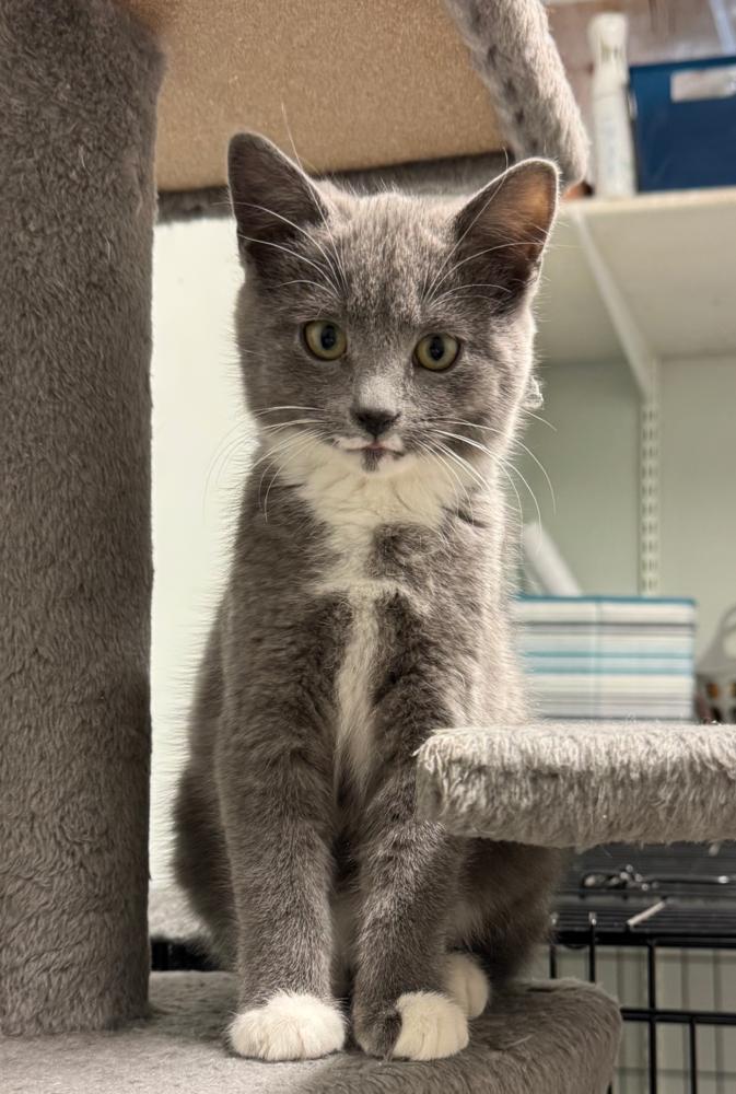 Churri, Adoptable, Kitten Female Domestic Short Hair.