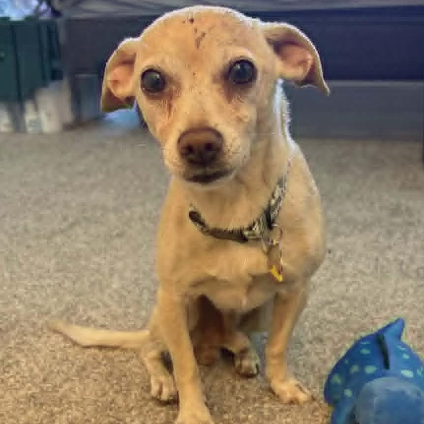 Graham, a ADOPTABLE Chihuahua in Marana, AZ image 5/6