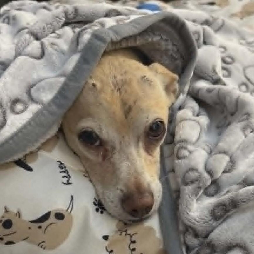 Graham, a ADOPTABLE Chihuahua in Marana, AZ image 6/6
