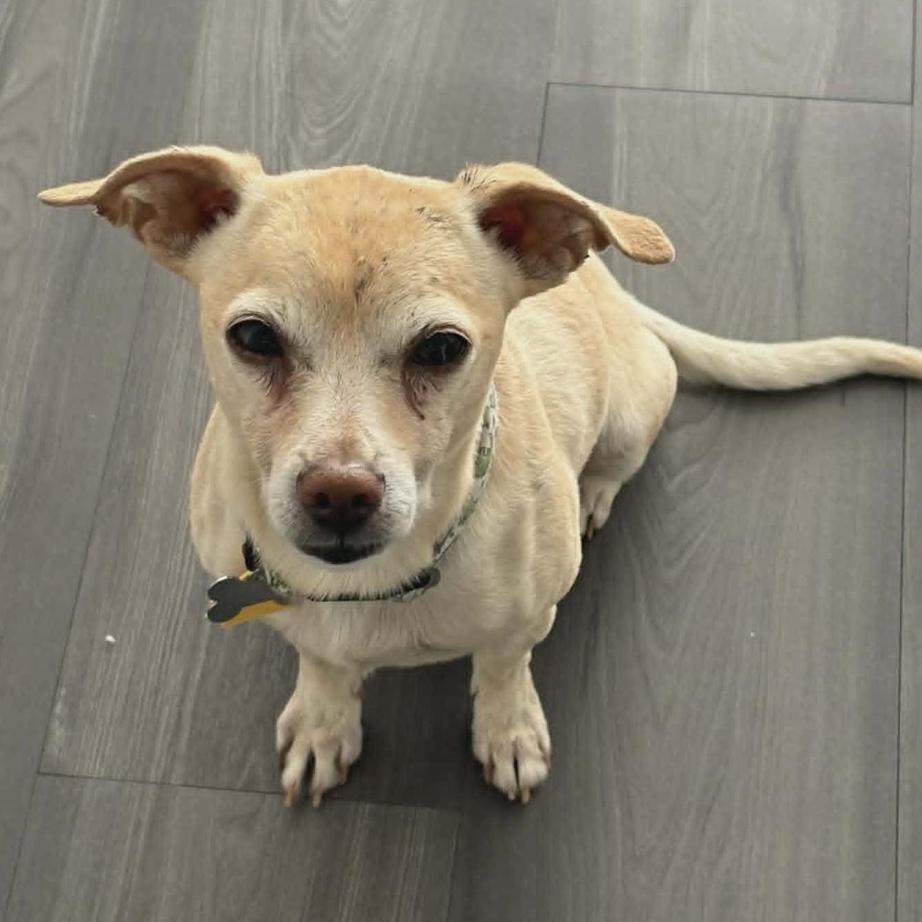 Graham, a ADOPTABLE Chihuahua in Marana, AZ image 2/6