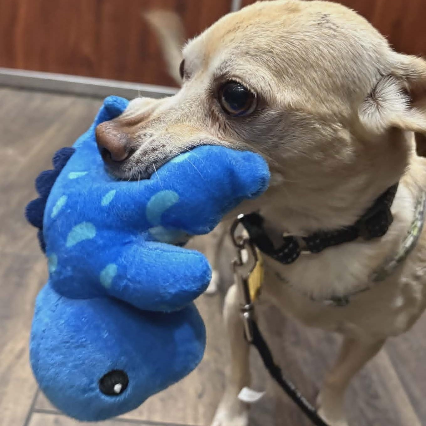 Graham, a ADOPTABLE Chihuahua in Marana, AZ image 3/6