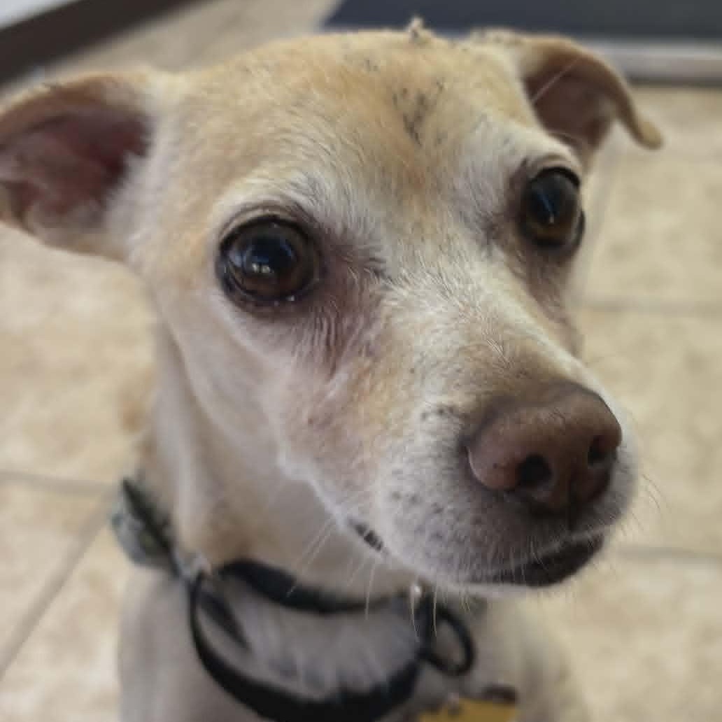 Graham, a ADOPTABLE Chihuahua in Marana, AZ image 4/6