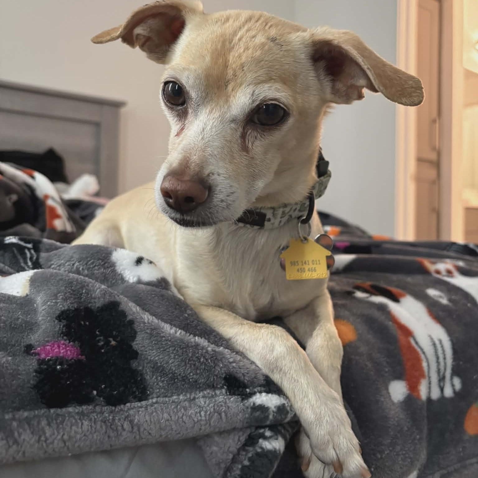 Graham, ADOPTABLE, Adult Male Chihuahua.