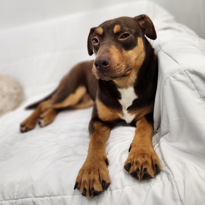 Enlarge Brownie, a Adoptable Rottweiler in Crystal, MN image 1/6