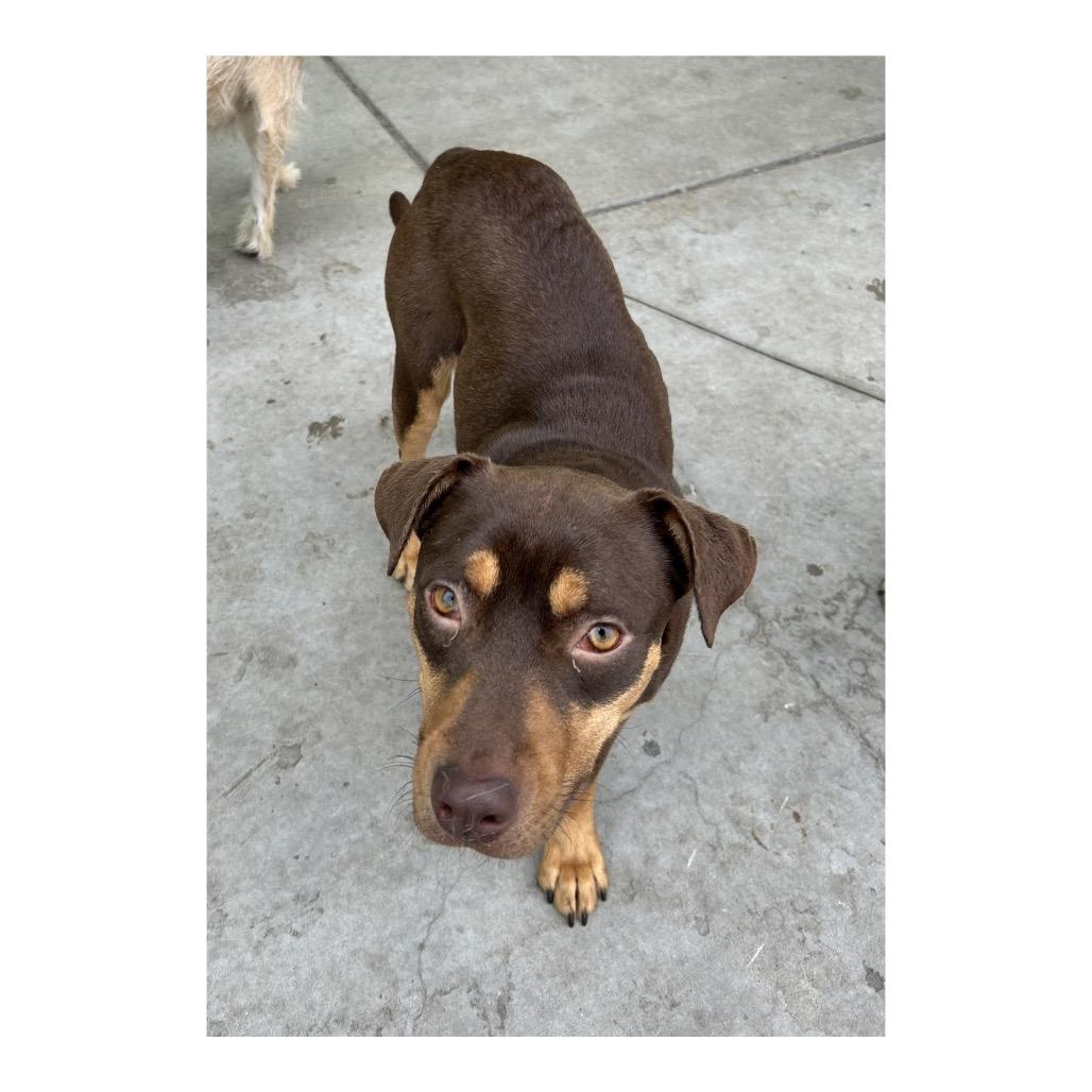 Enlarge Brownie, a Adoptable Rottweiler in Crystal, MN image 2/6