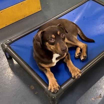 Enlarge Brownie, a Adoptable Rottweiler in Crystal, MN image 3/6