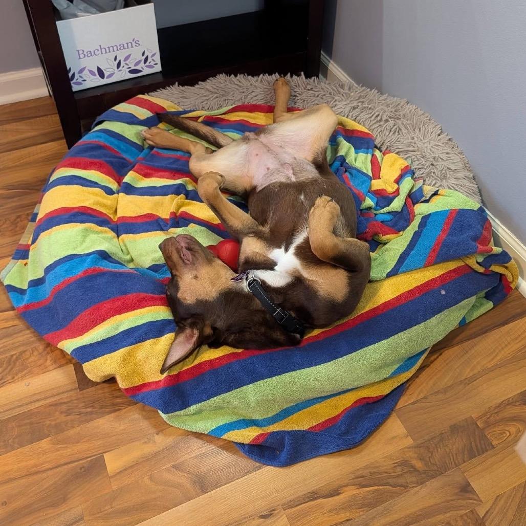 Enlarge Brownie, a Adoptable Rottweiler in Crystal, MN image 4/6