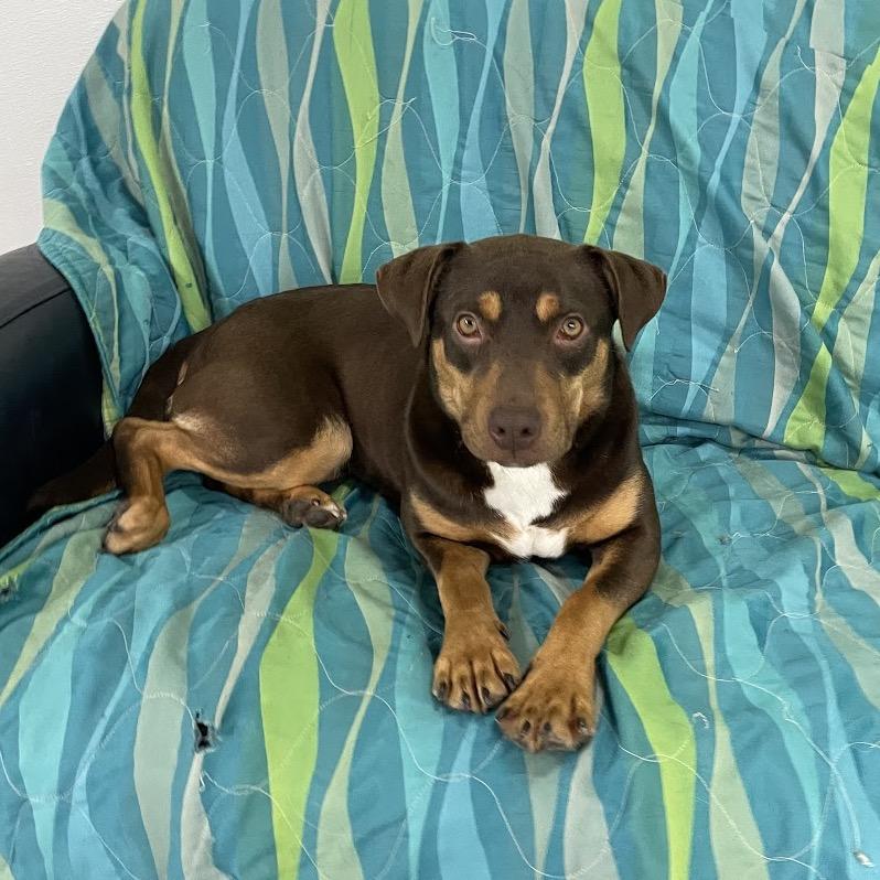 Enlarge Brownie, a Adoptable Rottweiler in Crystal, MN image 5/6