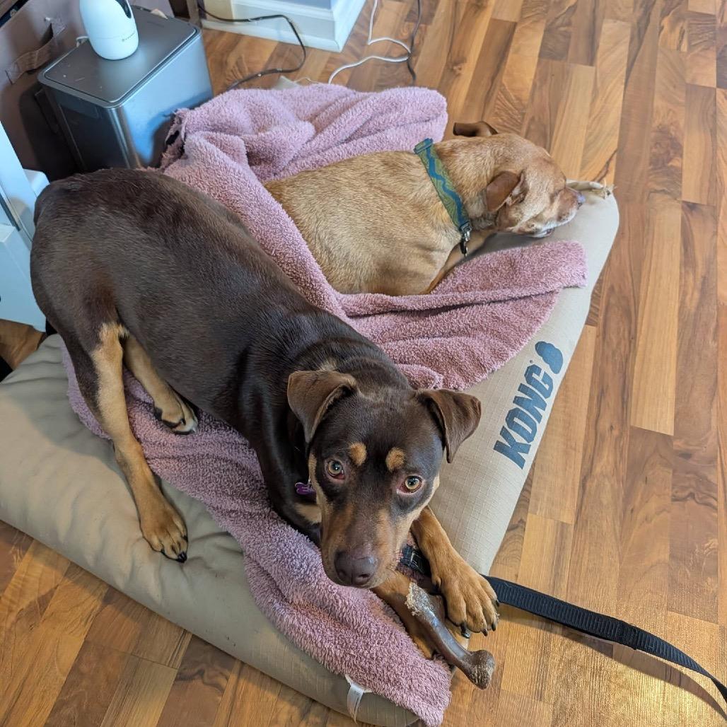 Enlarge Brownie, a Adoptable Rottweiler in Crystal, MN image 6/6