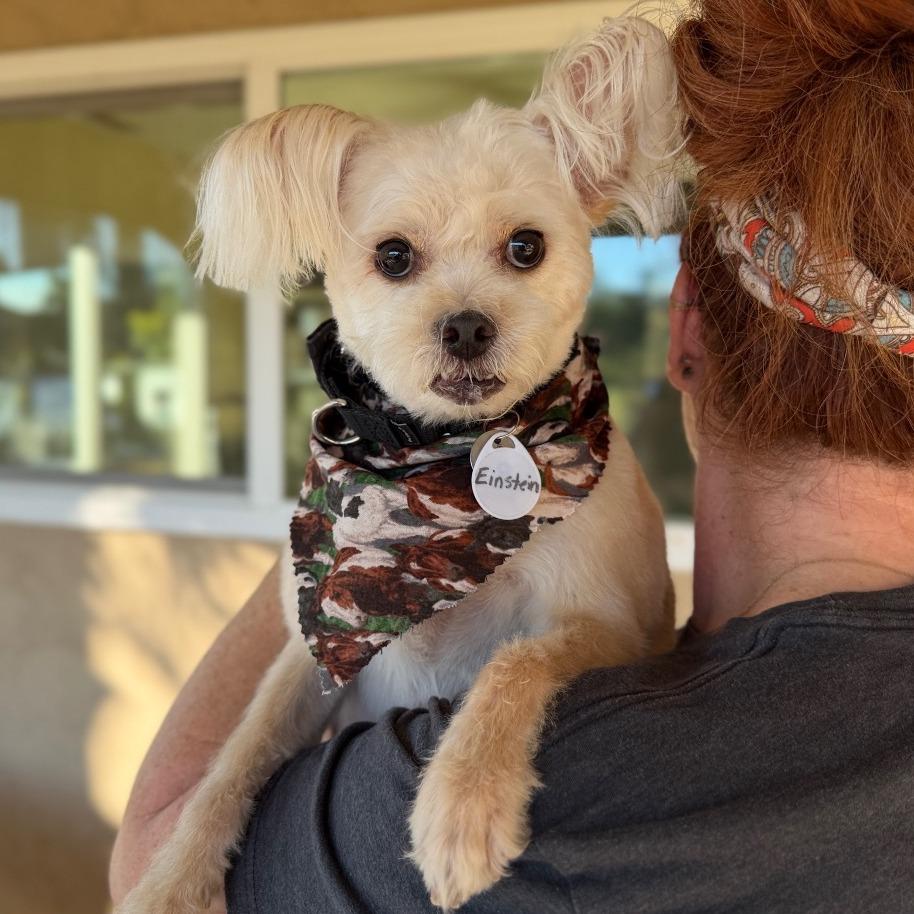 Einstein — thumbnail 5