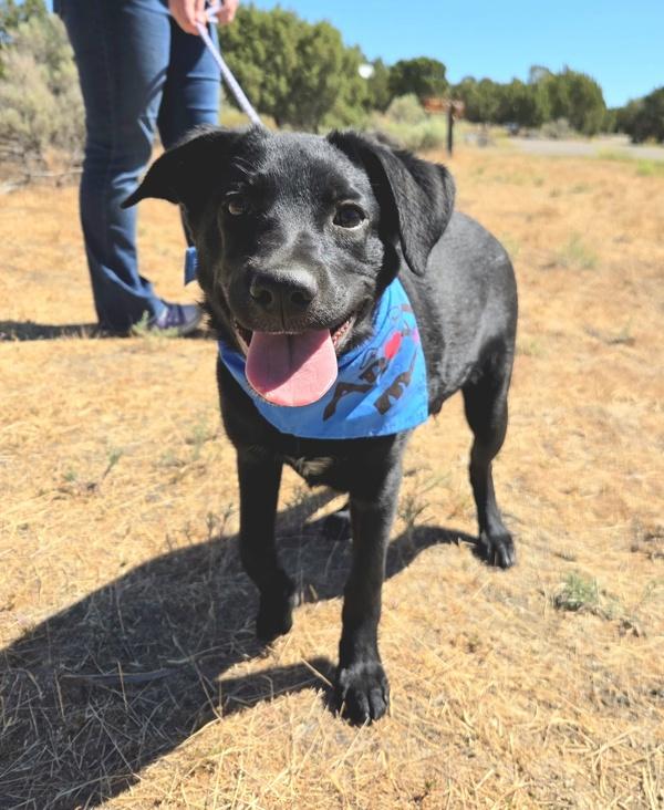 Turbo 46321, Adoptable, Young Male Labrador Retriever.