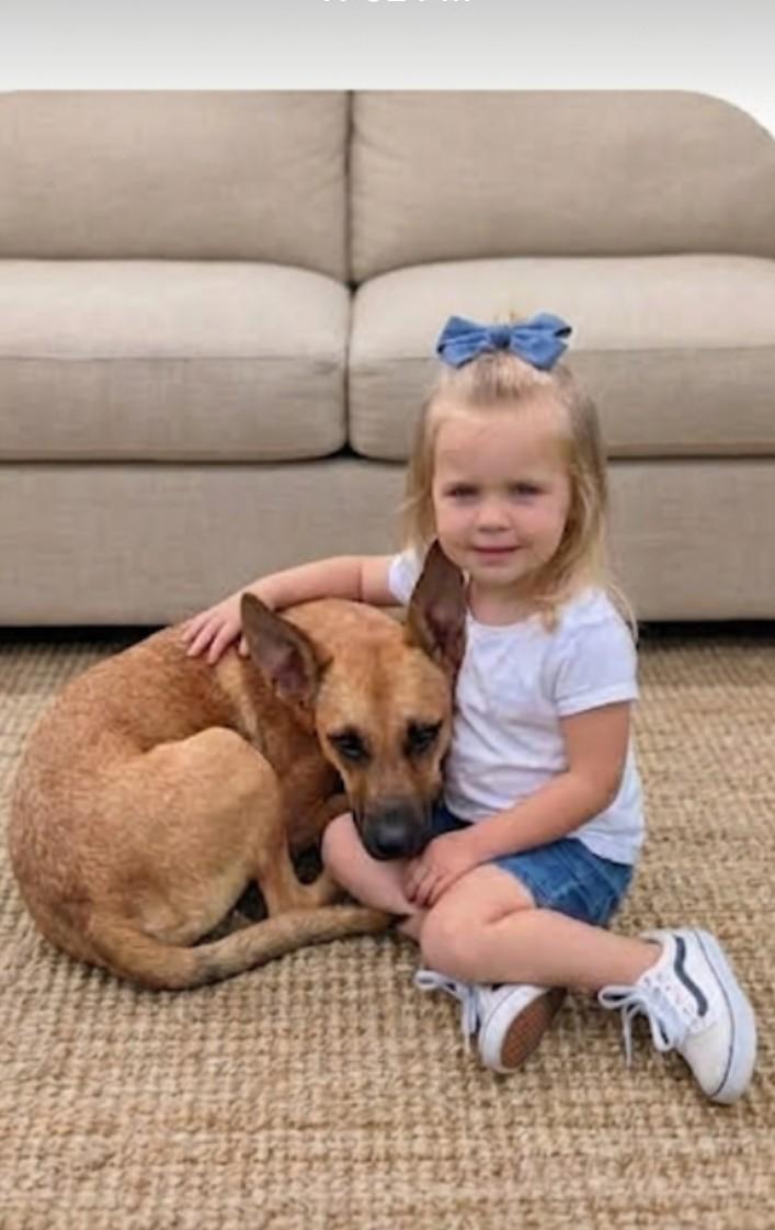 Enlarge Queen the Happy Cuddly Girl, a Adopted mixed breed in Indianapolis, IN image 3/6
