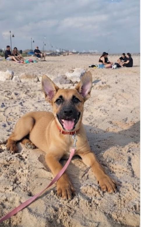 Queen the Happy Cuddly Girl, Adopted, Puppy Female German Shepherd Dog & Labrador Retriever.