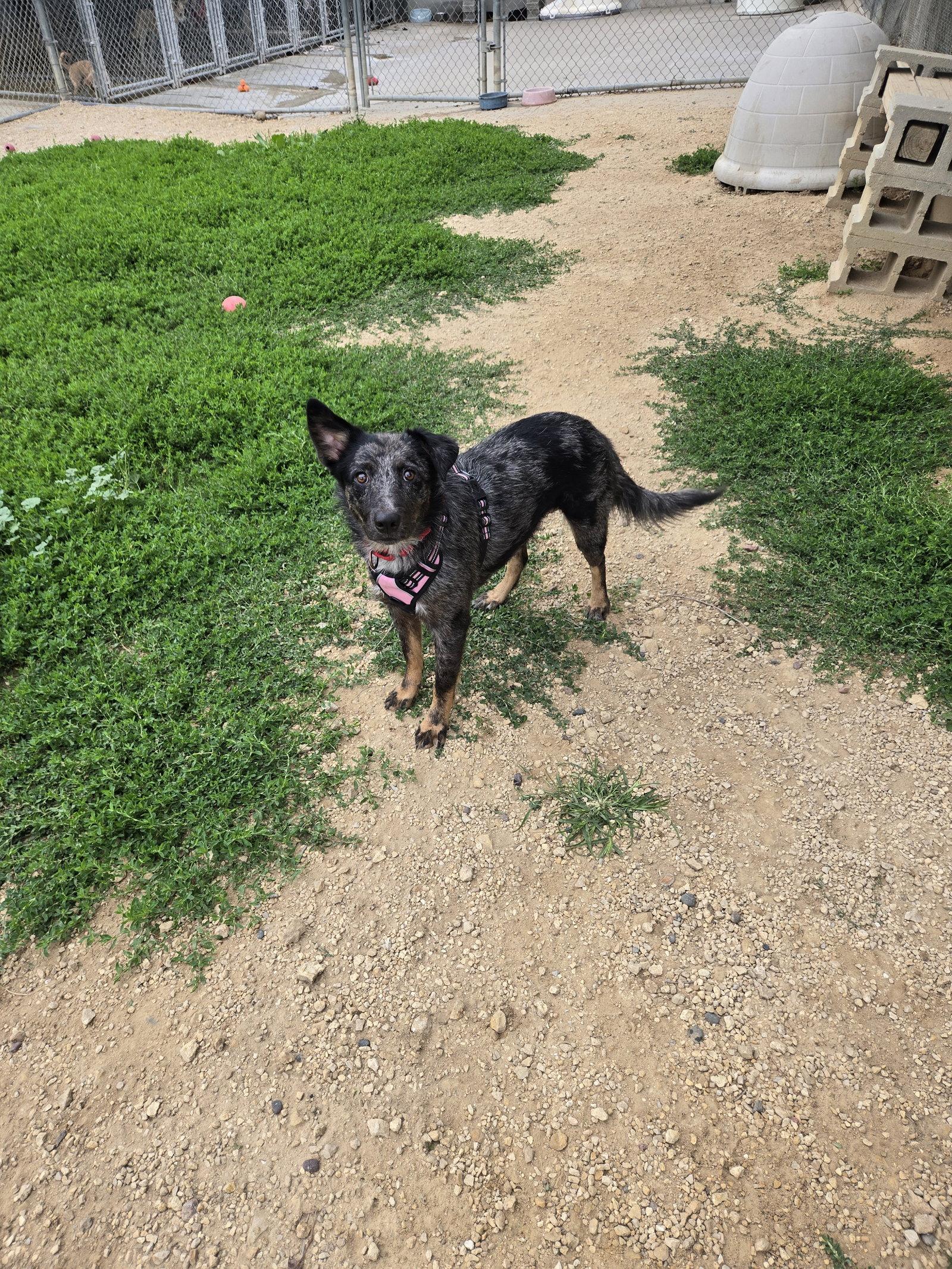 Roxy, Adoptable, Adult Female Australian Cattle Dog / Blue Heeler.