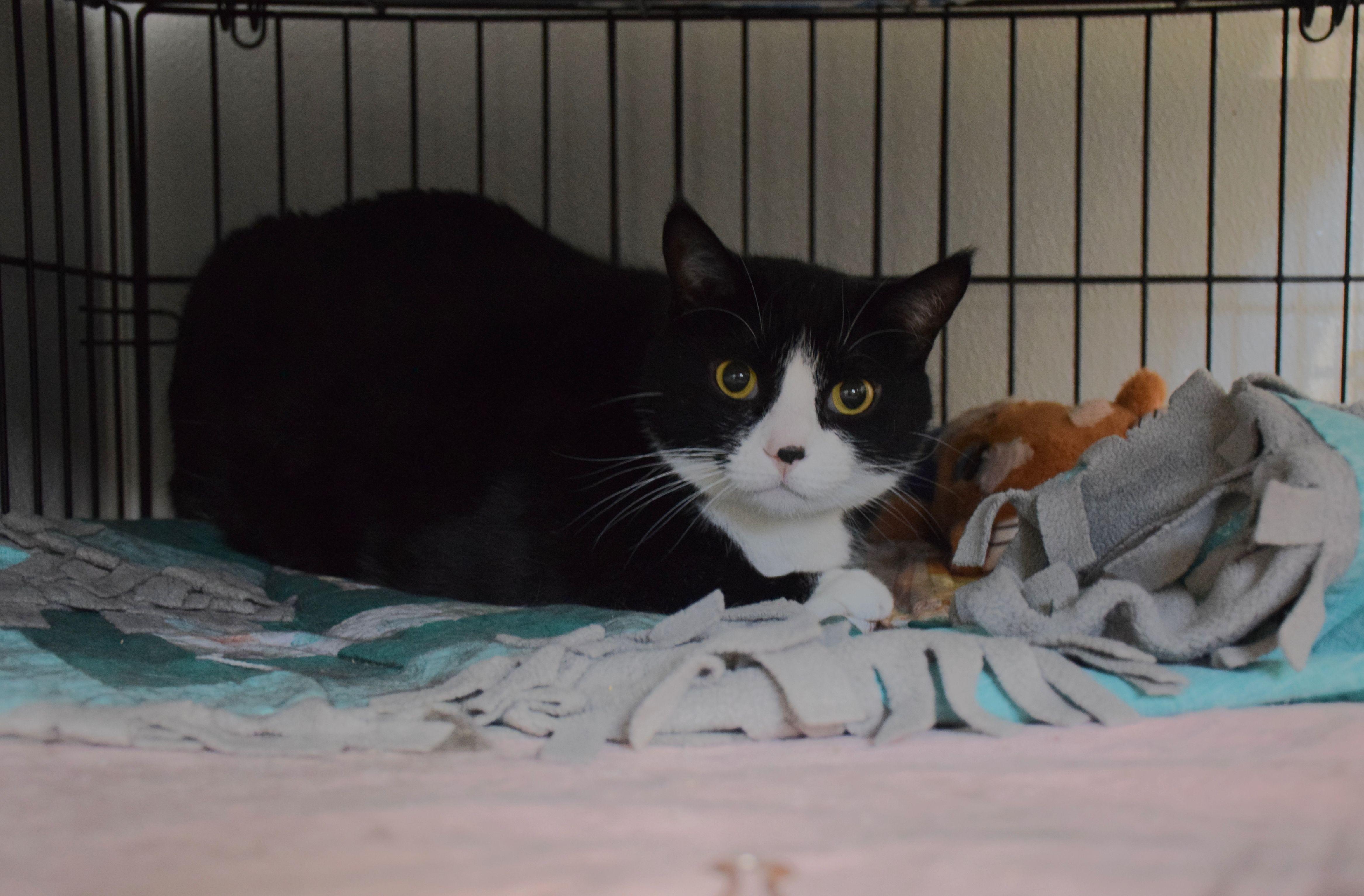 Mitten, ADOPTABLE, Adult Female Domestic Short Hair.