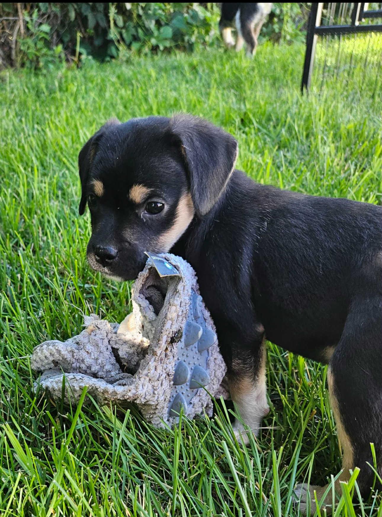 Speed, Adopted, Young Female Pug & Australian Cattle Dog / Blue Heeler.