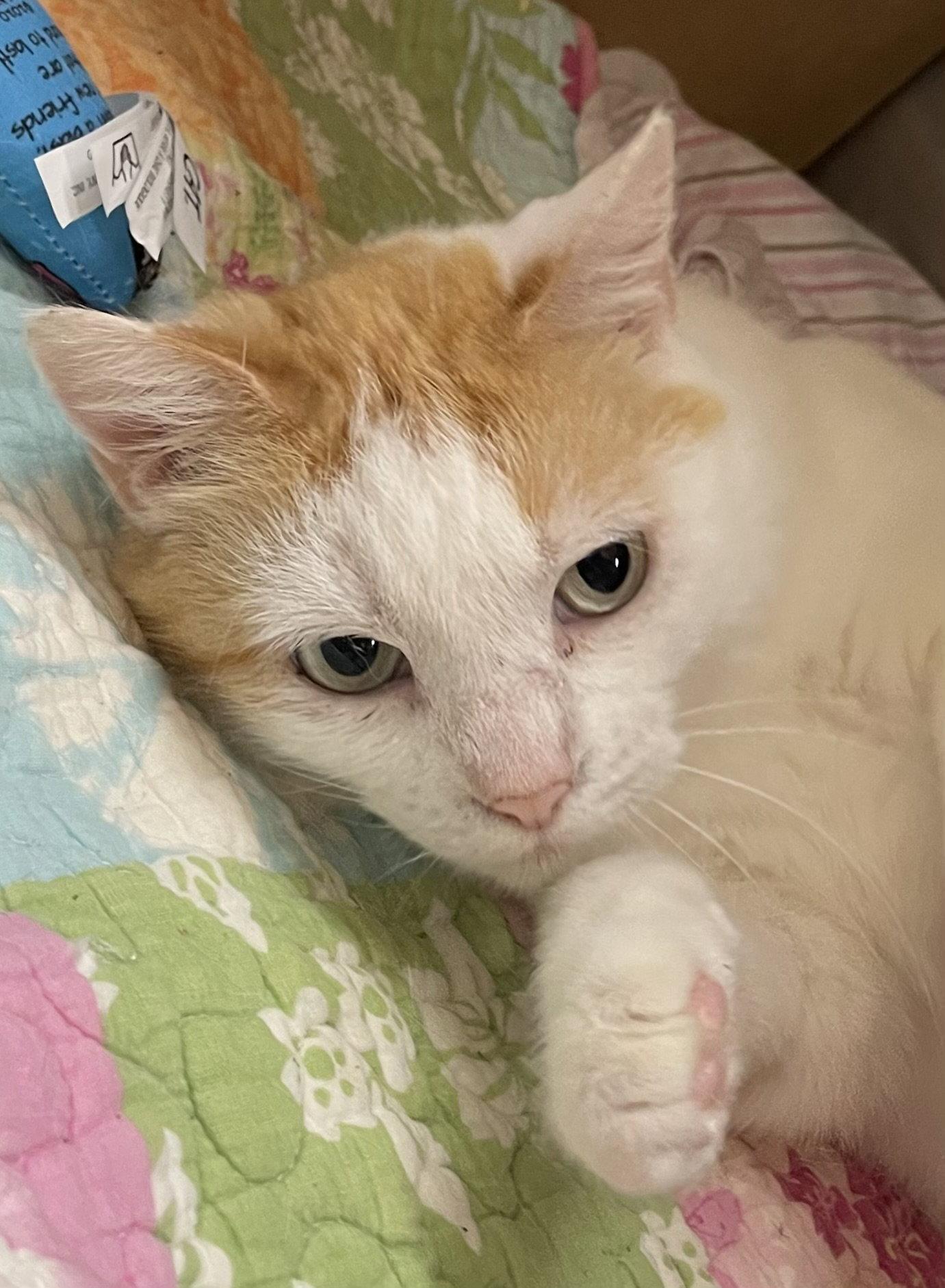 Peggy, Adoptable, Adult Female Domestic Short Hair.
