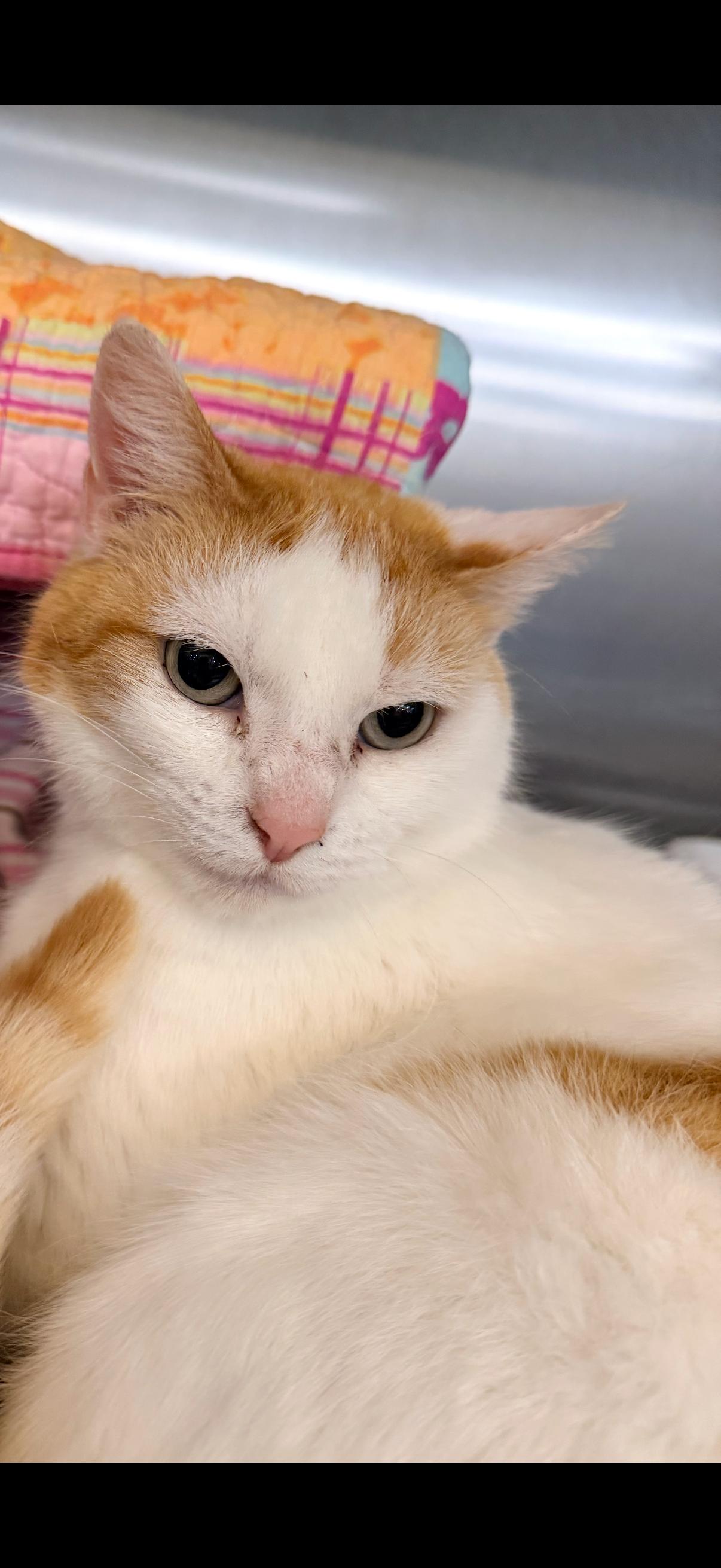 Enlarge Peggy, a Adoptable Domestic Short Hair in Social Circle, GA image 2/3