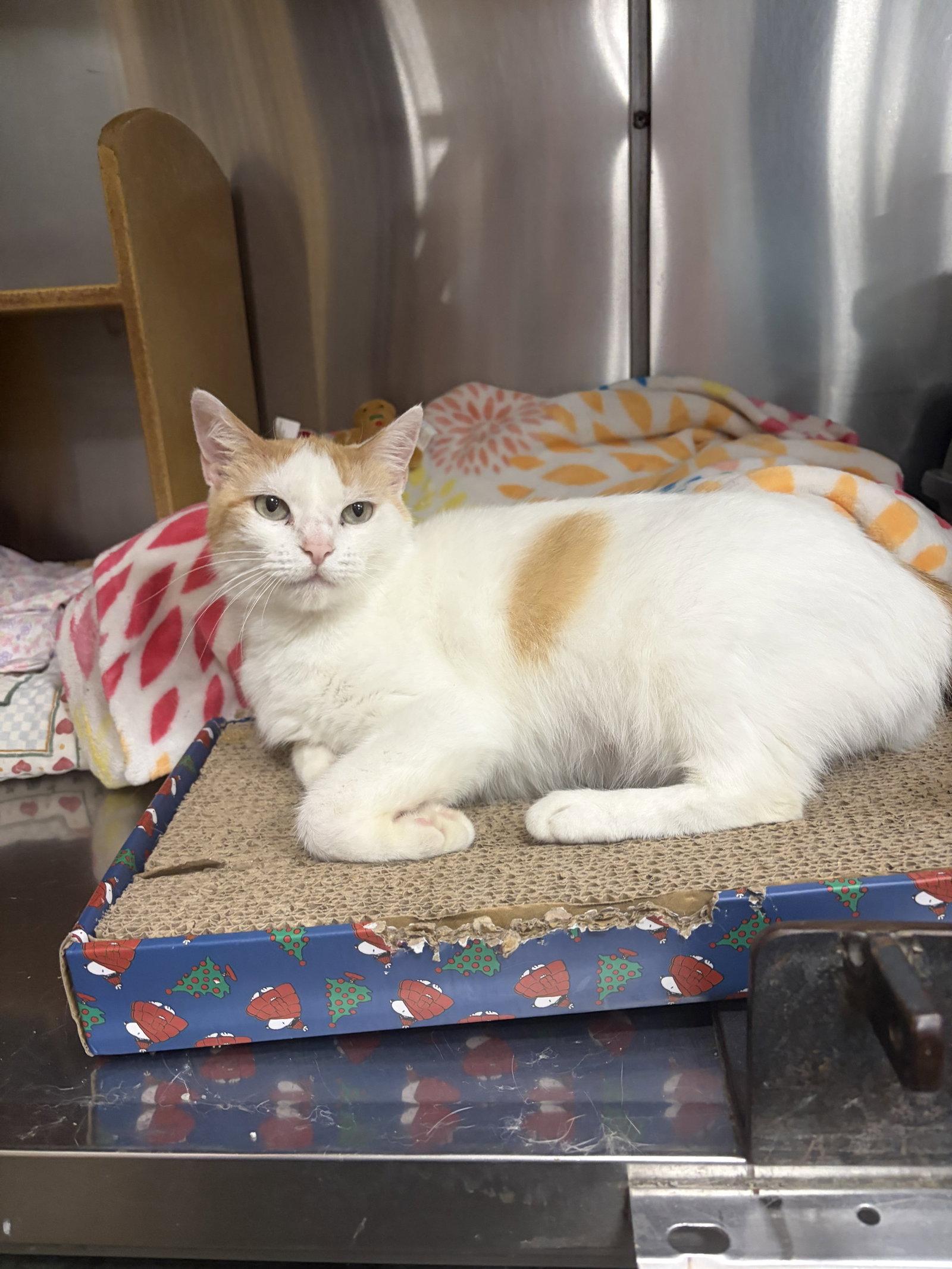 Peggy, a Adoptable Domestic Short Hair in Social Circle, GA image 2/3