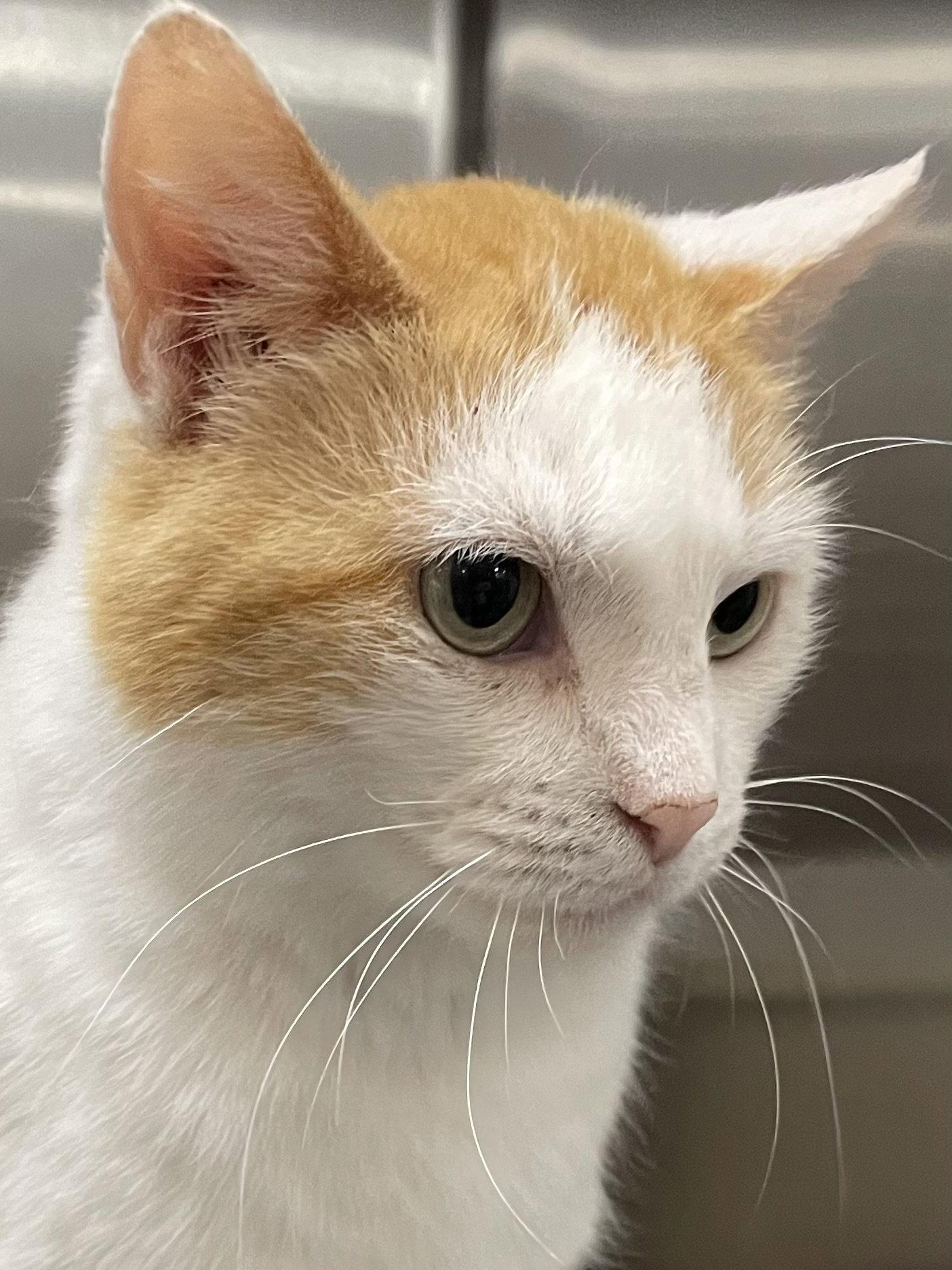 Enlarge Peggy, a Adoptable Domestic Short Hair in Social Circle, GA image 3/3