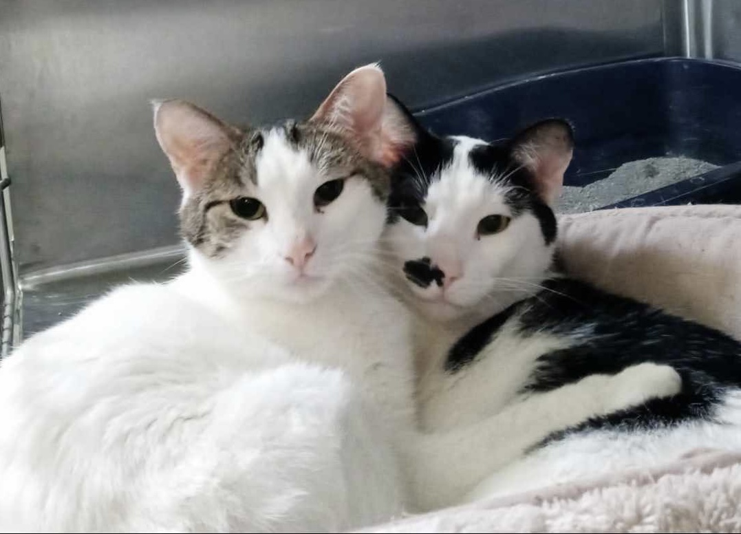 Feisty and Socks