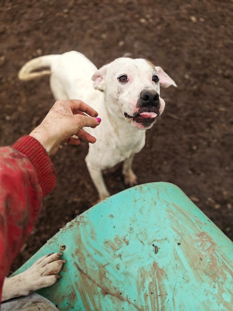 Enlarge Daisy May, a Adoptable Pit Bull Terrier in Hillsdale, IN image 1/6