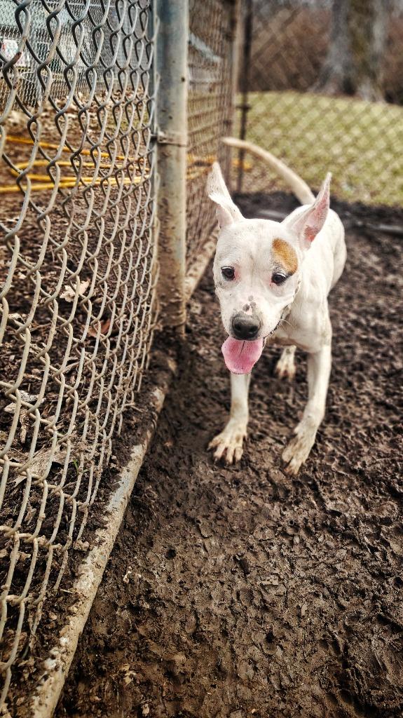 Enlarge Daisy May, a Adoptable Pit Bull Terrier in Hillsdale, IN image 2/6