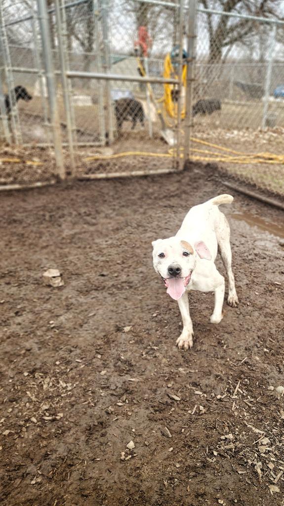 Enlarge Daisy May, a Adoptable Pit Bull Terrier in Hillsdale, IN image 3/6