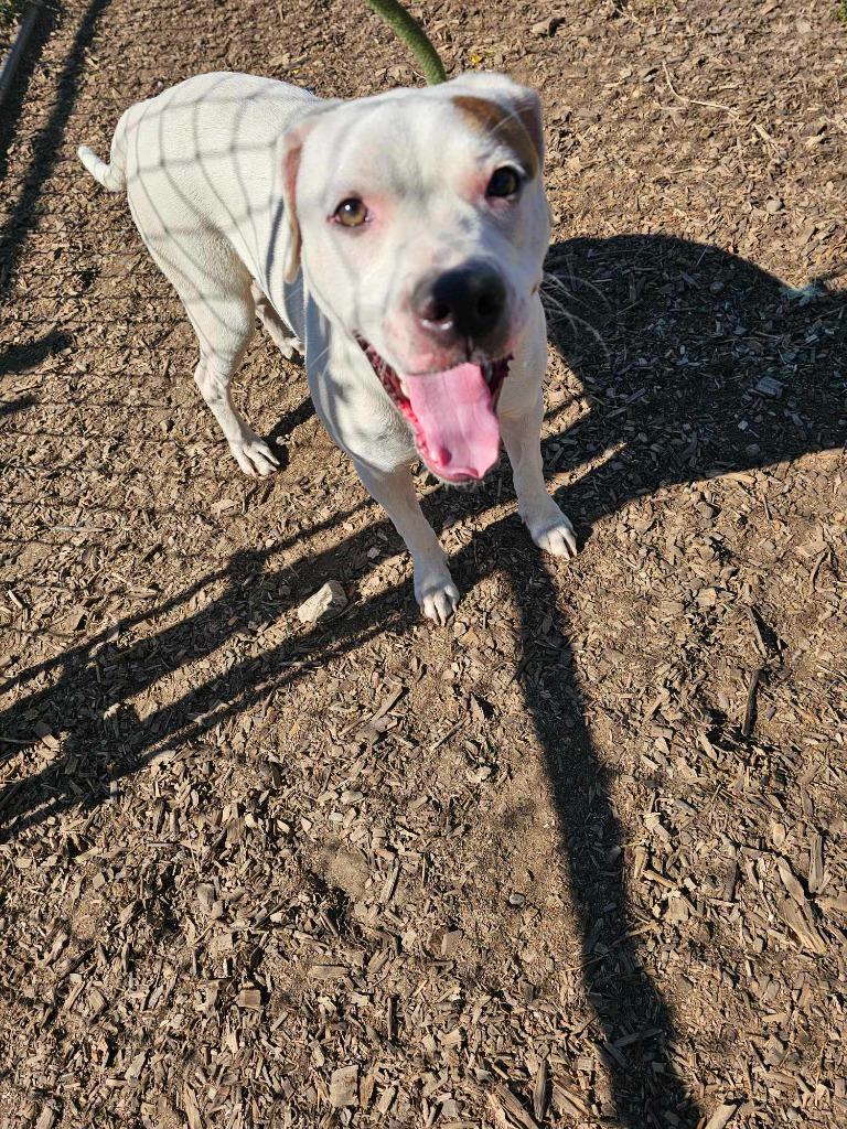 Enlarge Daisy May, a Adoptable Pit Bull Terrier in Hillsdale, IN image 4/6