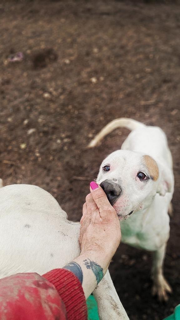 Enlarge Daisy May, a Adoptable Pit Bull Terrier in Hillsdale, IN image 5/6