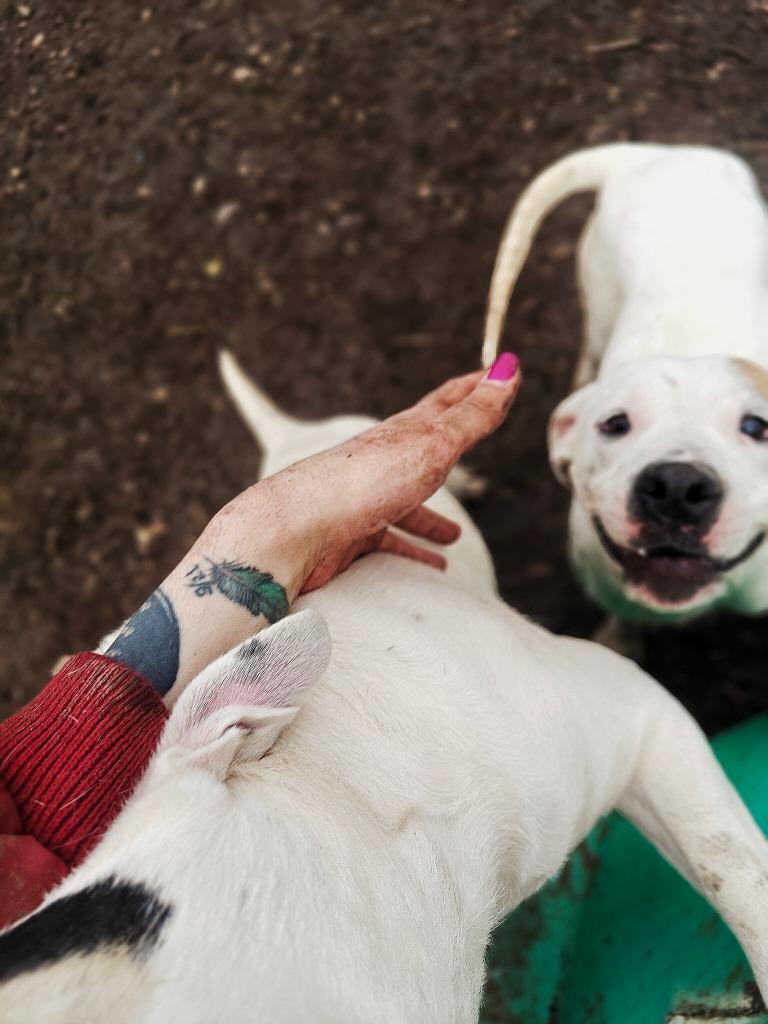 Enlarge Daisy May, a Adoptable Pit Bull Terrier in Hillsdale, IN image 6/6