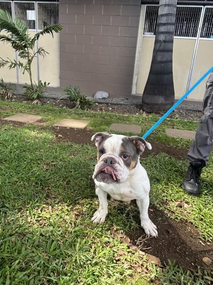 Enlarge Grace, a Adoptable mixed breed in Honolulu, HI image 1/2