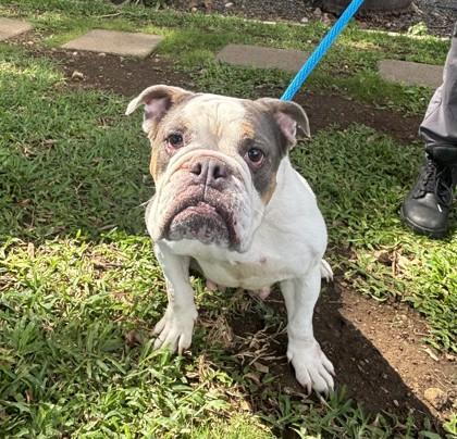 Enlarge Grace, a Adoptable mixed breed in Honolulu, HI image 2/2