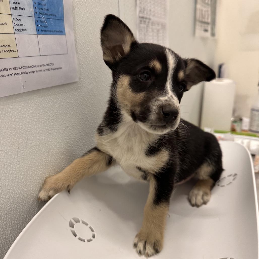 Trout, Adoptable, Puppy Male Husky.