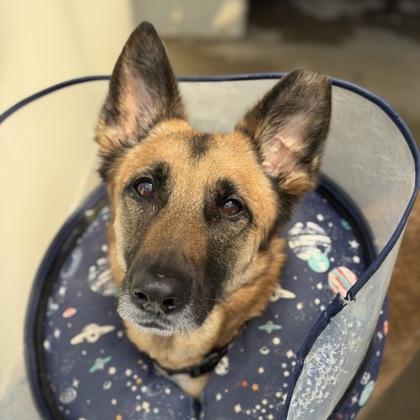 Tricia, a ADOPTABLE mixed breed in Sacramento, CA image 2/6