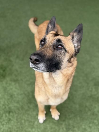 Tricia, a ADOPTABLE mixed breed in Sacramento, CA image 5/6