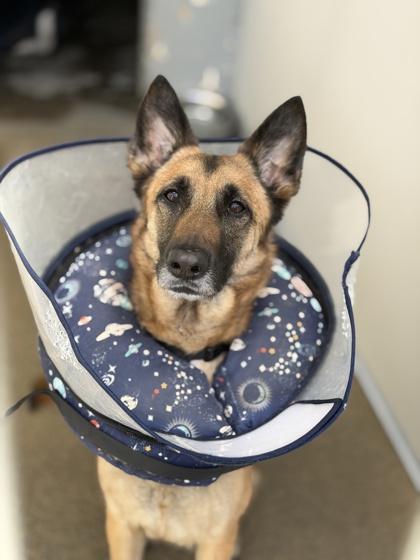 Tricia, a ADOPTABLE mixed breed in Sacramento, CA image 3/6