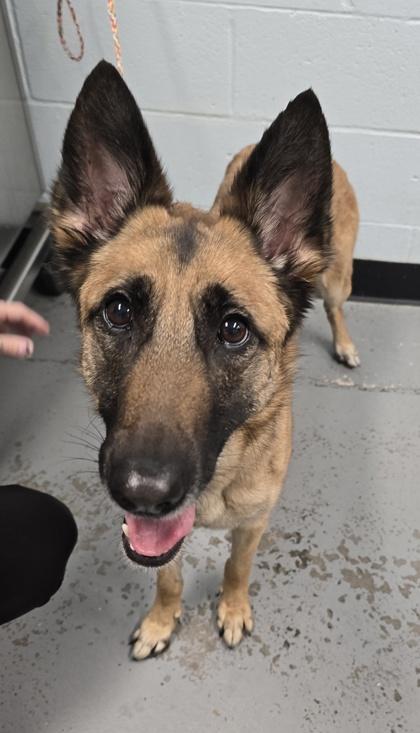 Tricia, a ADOPTABLE mixed breed in Sacramento, CA image 4/6