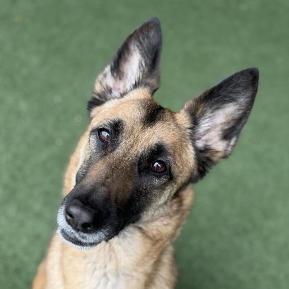 Tricia, ADOPTABLE, Adult Female Belgian Shepherd / Malinois.
