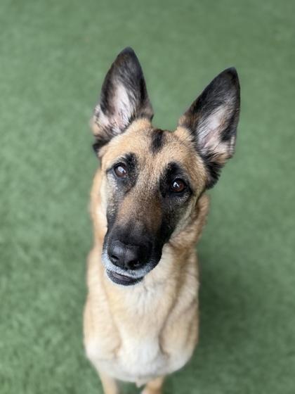 Tricia, a ADOPTABLE mixed breed in Sacramento, CA image 6/6