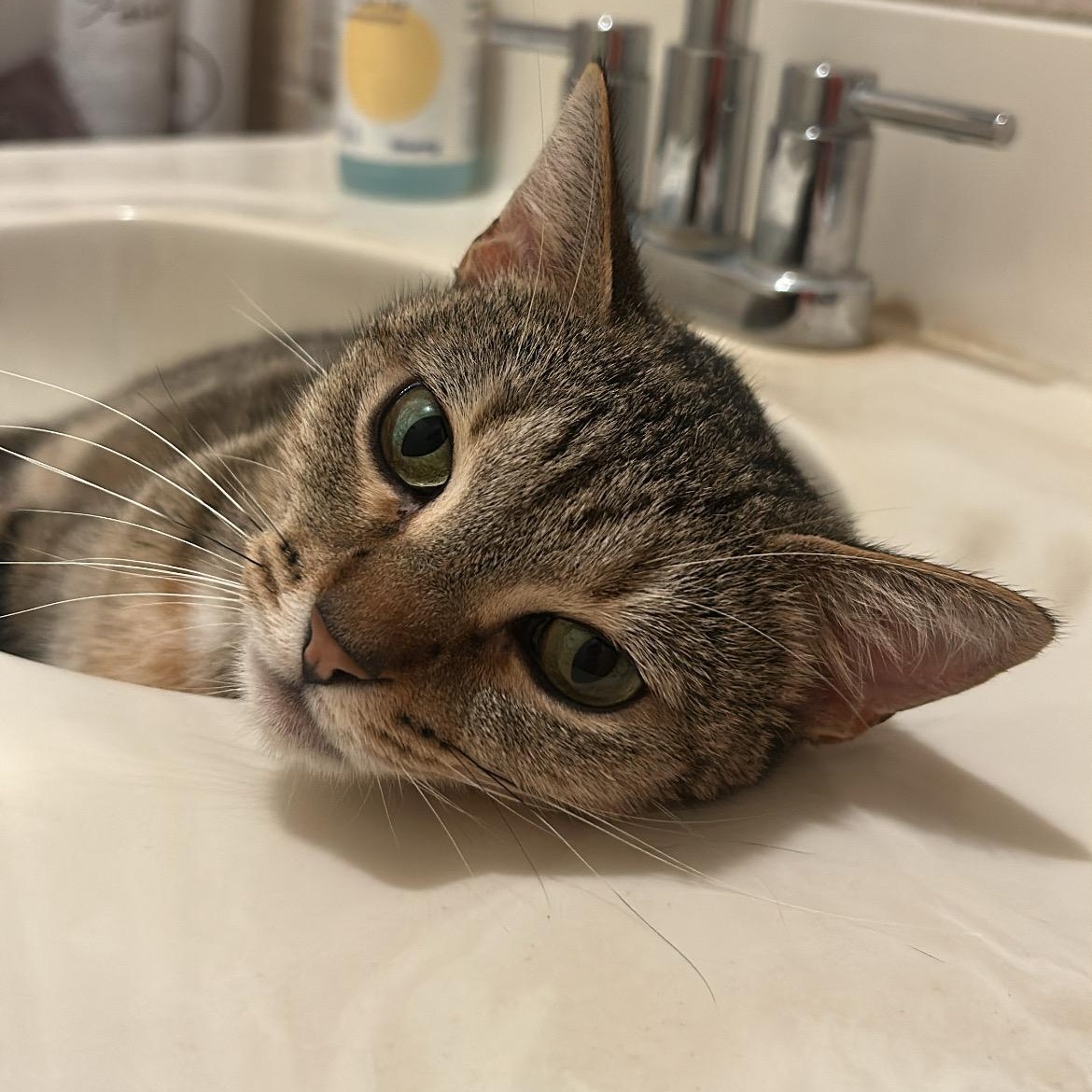 Belly, Adoptable, Adult Female Domestic Short Hair.
