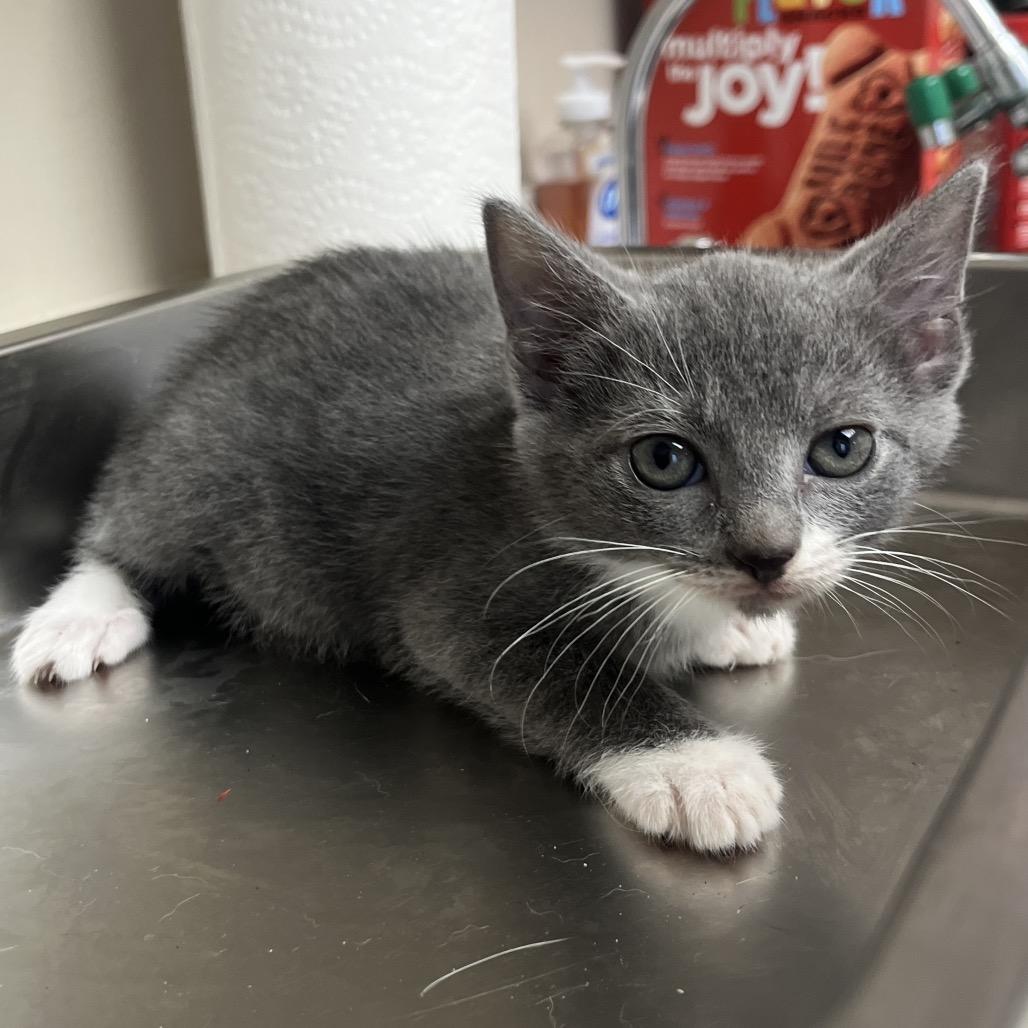 TUSC-Stray-83287_2_3